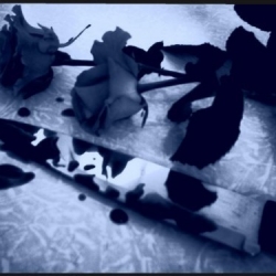 roses_and_knife